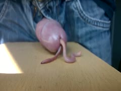 Worms are jammed into his wang by an amateur.